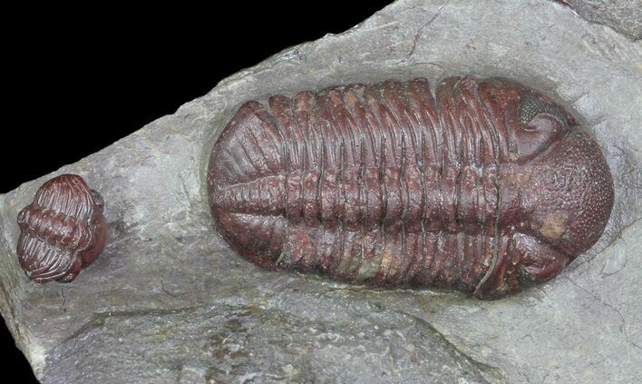 Red Barrandeops Trilobite With Enrolled Specimen #66343